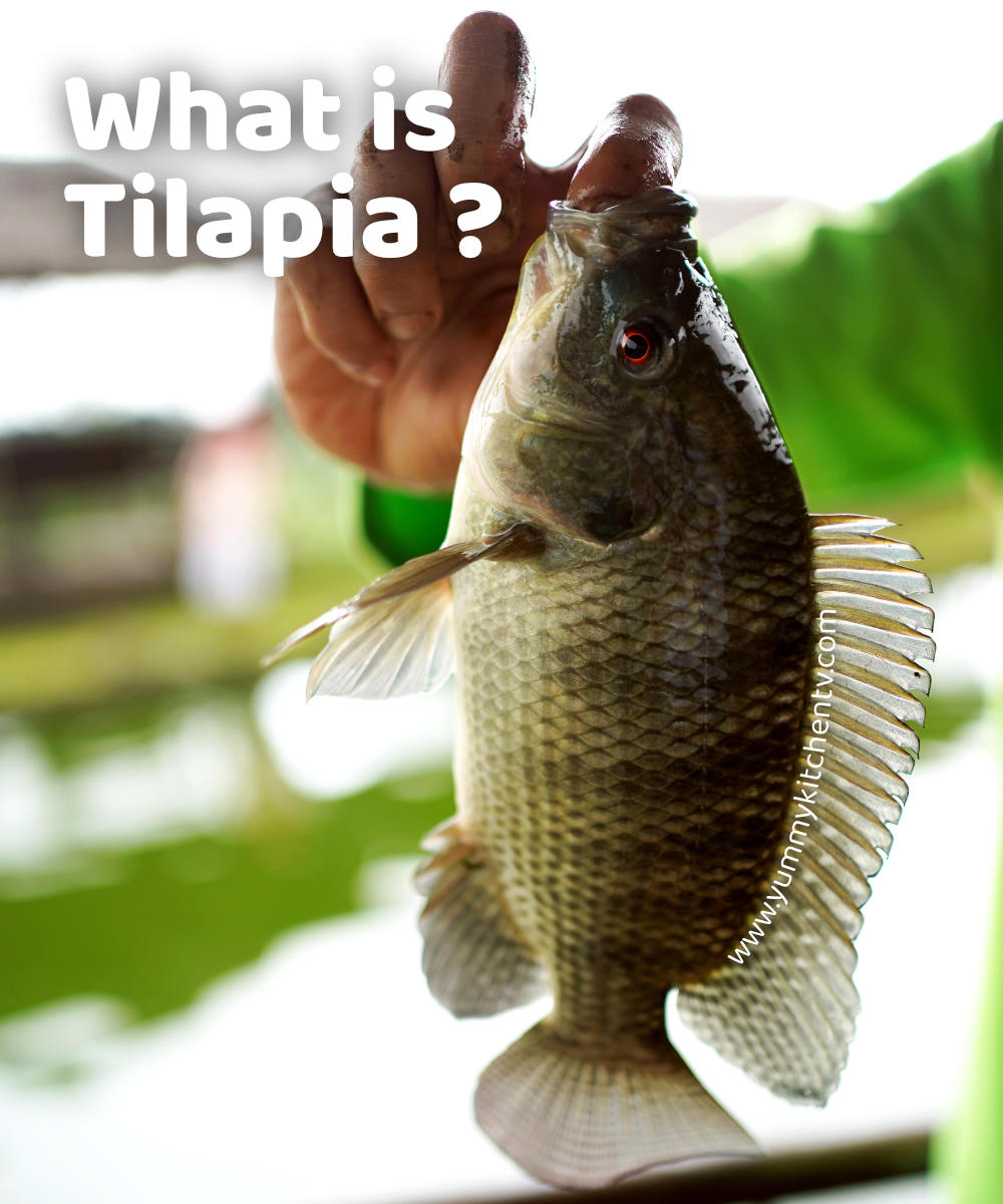 What is Tilapia ? a versitle easy to cook fish Yummy Kitchen