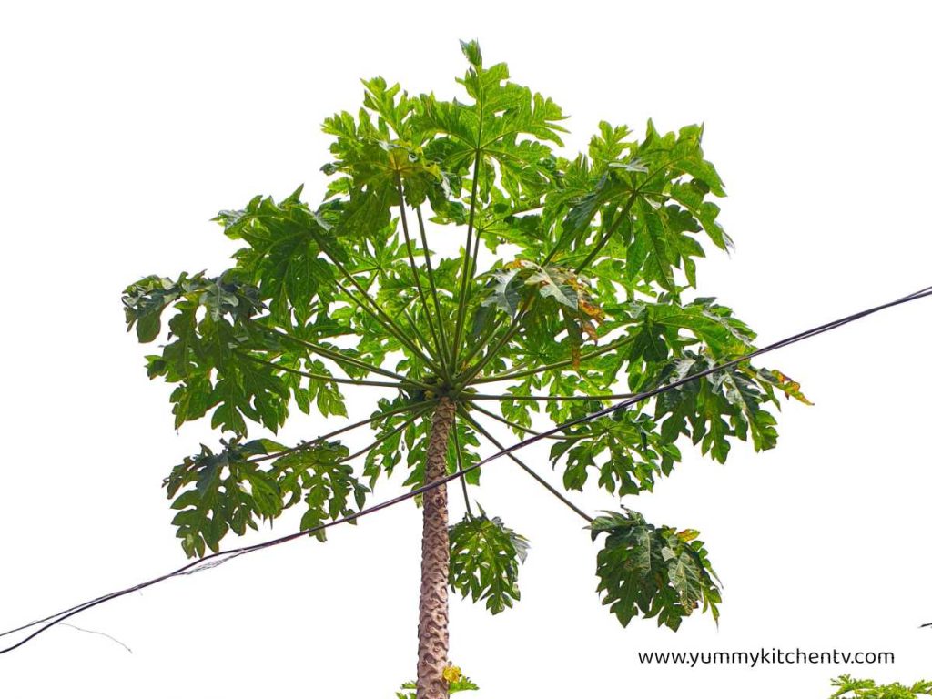 Green Papaya tree or papata tree