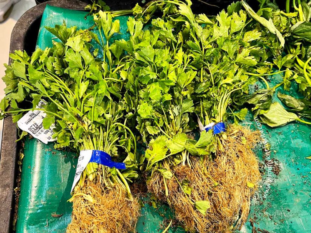 cilantro coriander wansoy in store