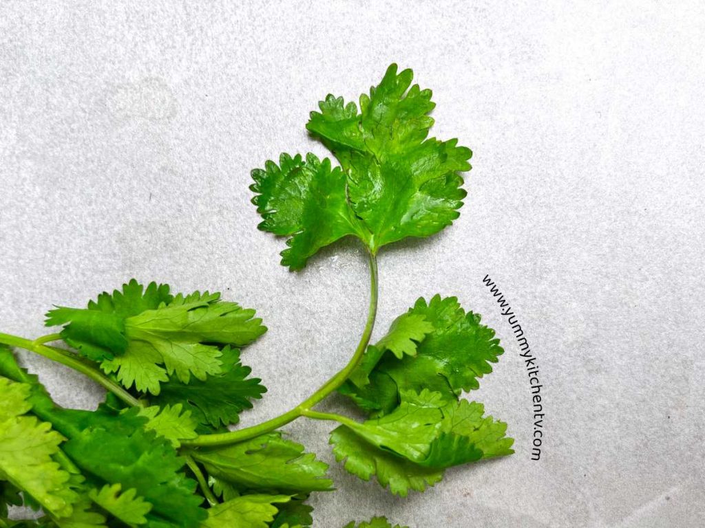 zoomed in leaf of coriander wansoy