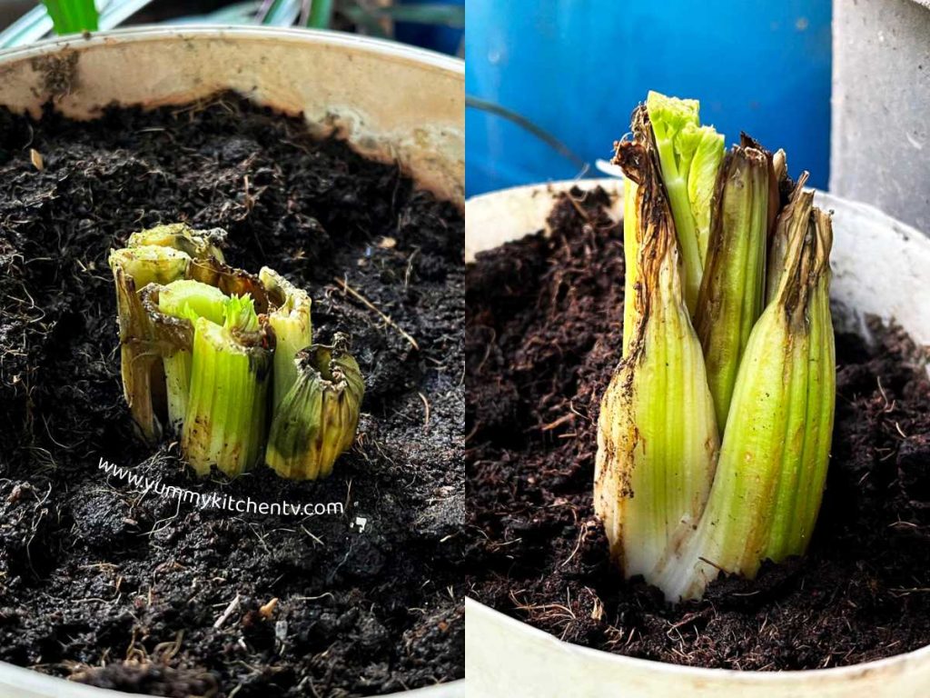 how to grow celery from the store