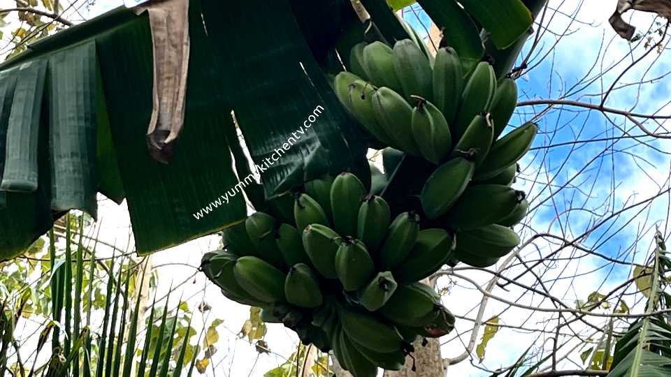 What are Saba Bananas