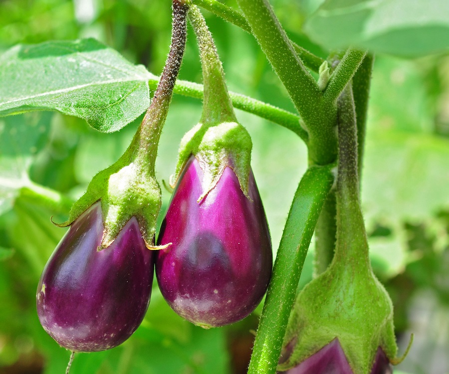 What is eggplant