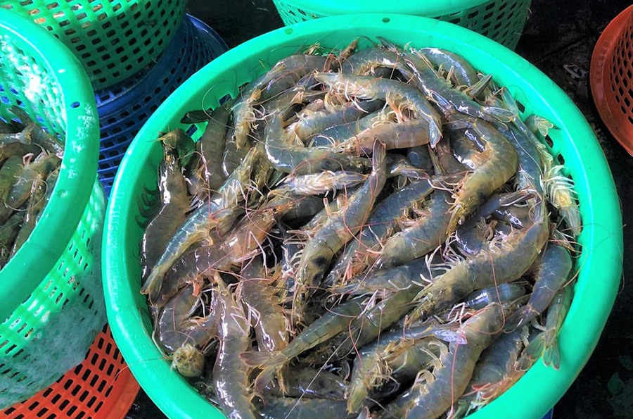 Shirimp For Sale