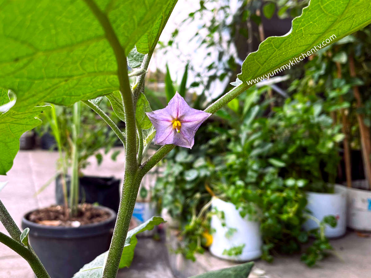 Eggplant, a fruit History, benefits, recipes Yummy Kitchen