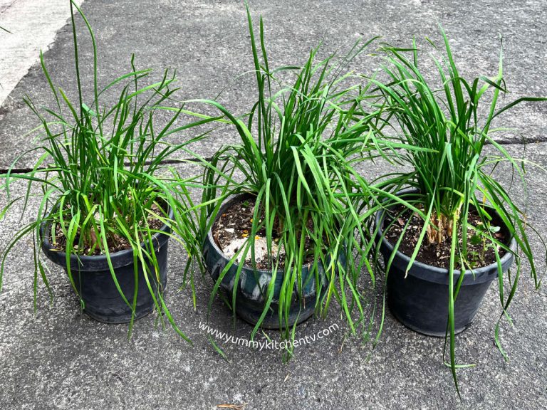 Chinese Chives (Kuchay)