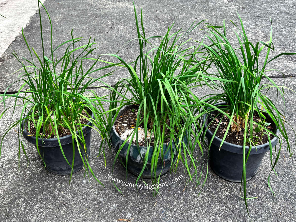 Chinese Chives (Kuchay) Benefits and Substitutes Yummy Kitchen