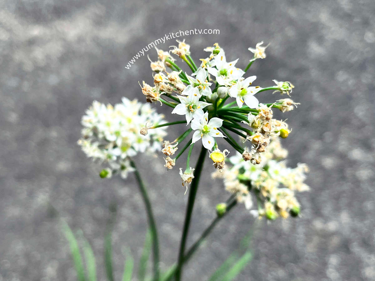 Chinese Chives (Kuchay) Benefits and Substitutes Yummy Kitchen