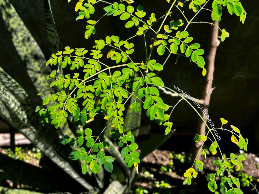 moringa leaves malunggay plant