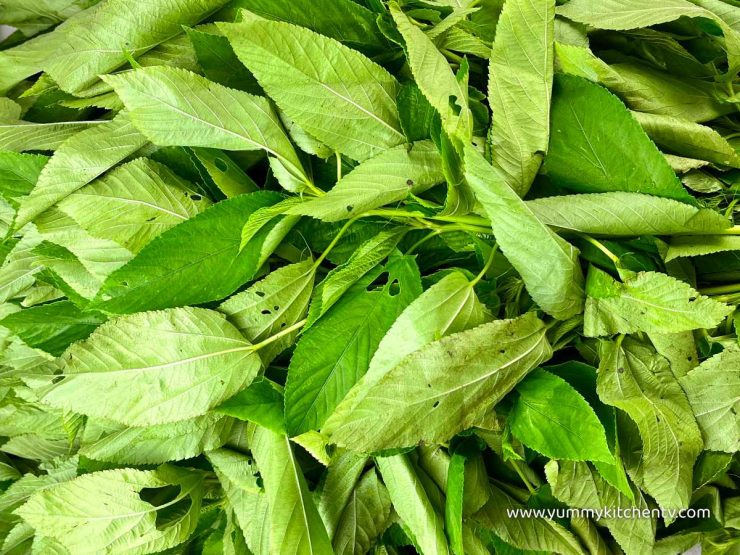 The leafy and sticky Saluyot (Nalta Jute) - Yummy Kitchen