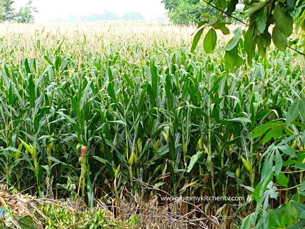 corn field maize crop mais field