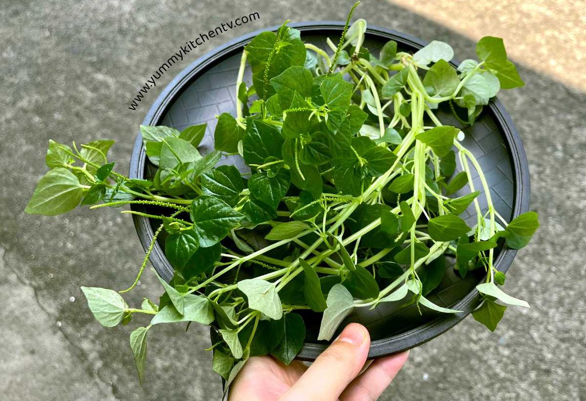 pansit-pansitan-the-healthy-filipino-herbal-weed-yummy-kitchen