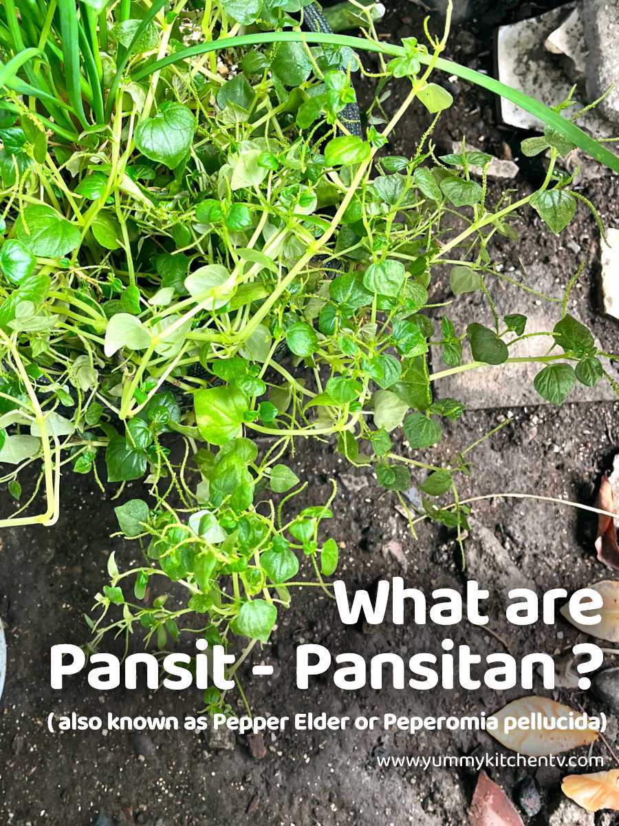 Pansit Pansitan (The healthy Filipino herbal weed) - Yummy Kitchen