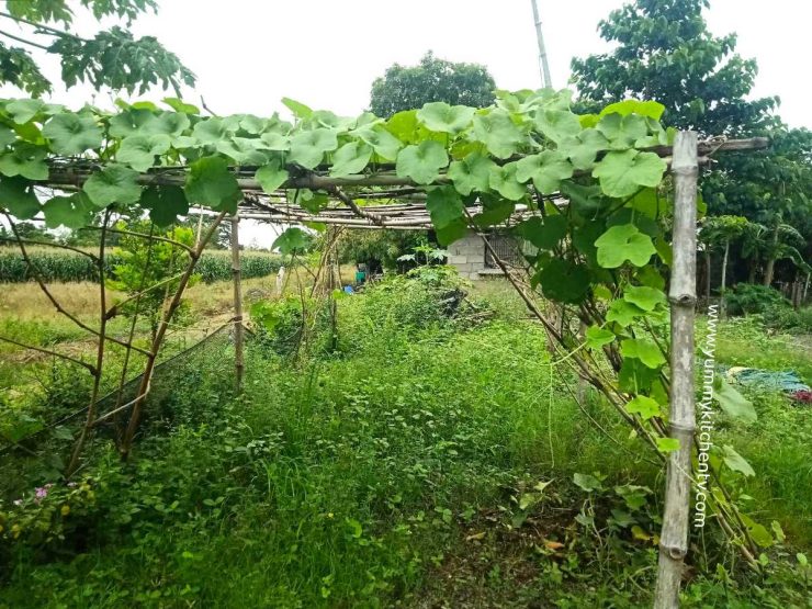 Sponge gourd "The Filipino mild tasting zucchini" Yummy Kitchen