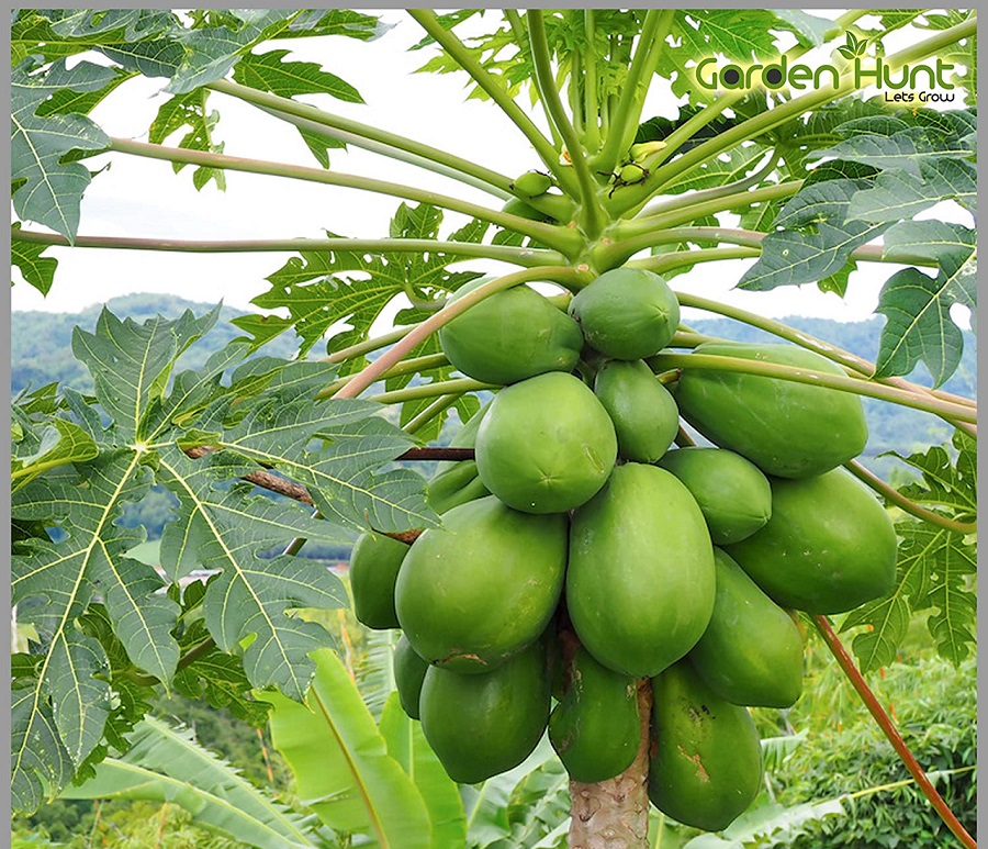 What is papaya