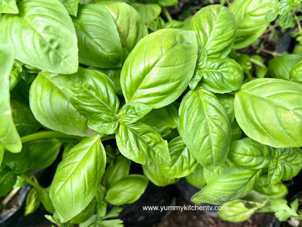 zoomed in sweet basil