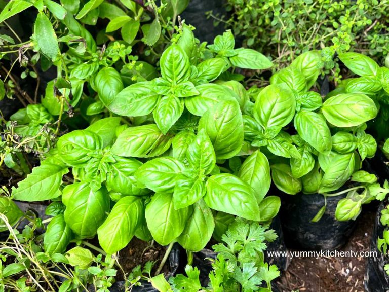 Basil – A Versatile Aromatic Leafy Green Herb