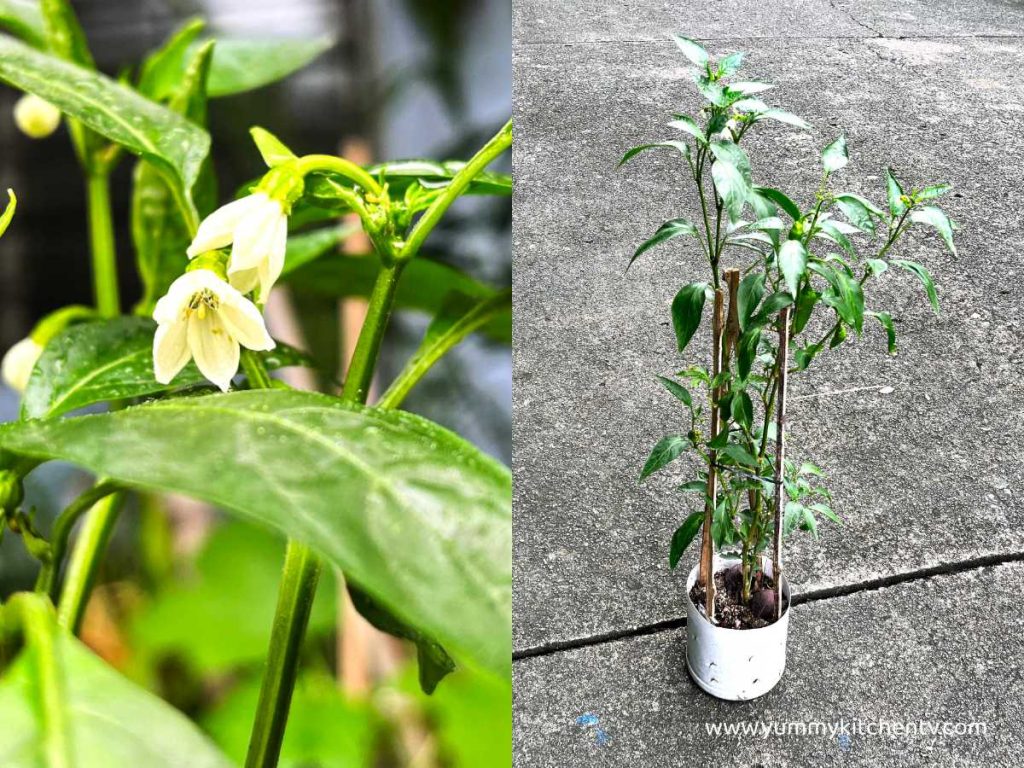 bell pepper or capsicum plant flower