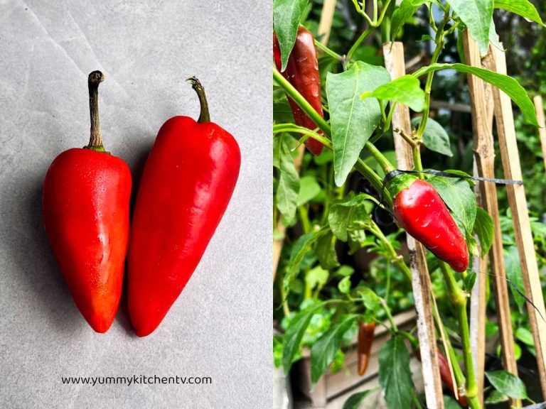 Bell Peppers – Vibrant, Delicious, and Nutricious