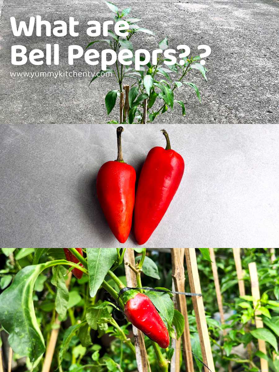 Bell Peppers (or the ' Sweet Peppers ' or chilies ) Yummy Kitchen