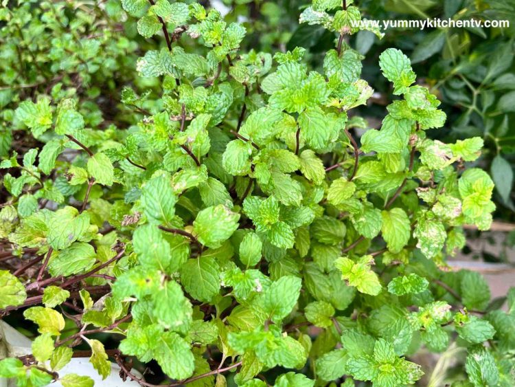 What are Mint Leaves - An Aromatic and Cooling Herb ? - Yummy Kitchen