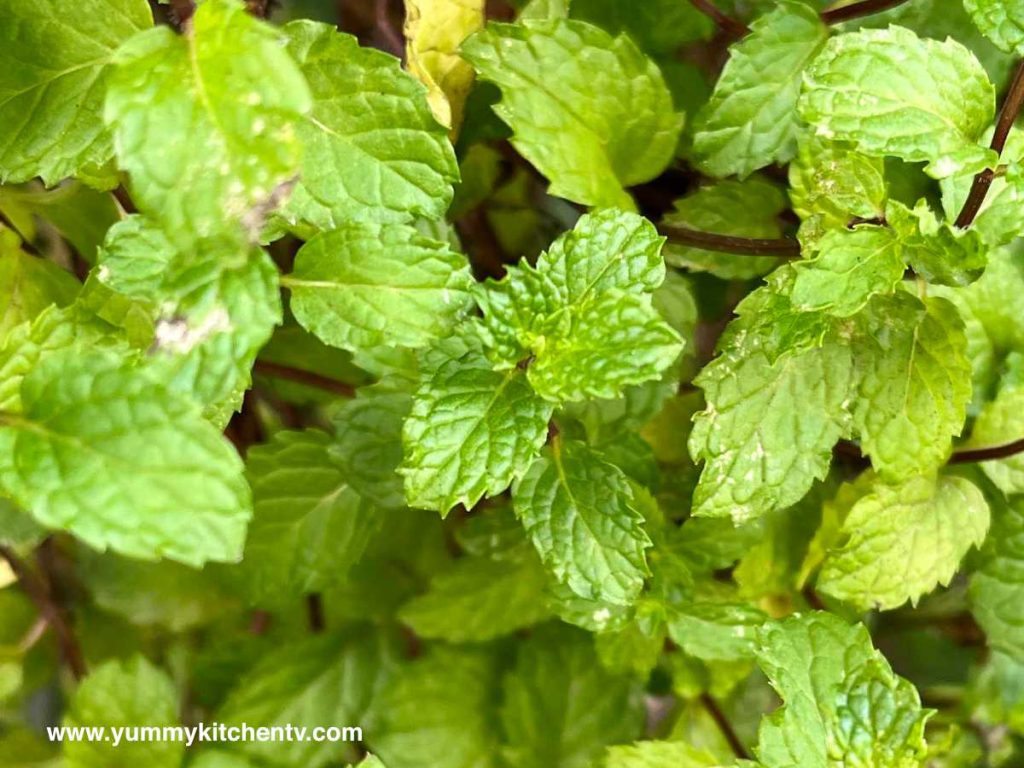 zoomed in mint leaves