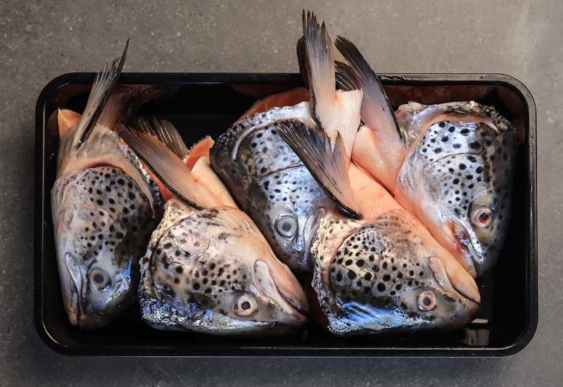 What is salmon head