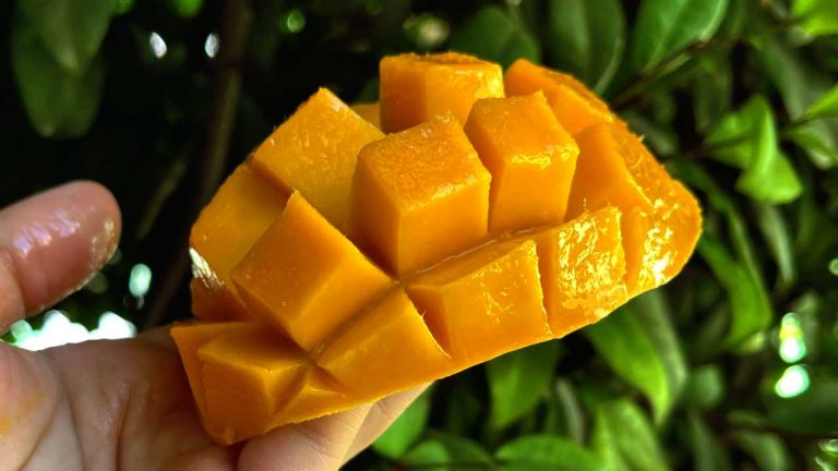 Mango – What “Tropical Sunshine” would taste like