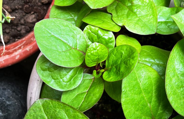 Malabar Spinach