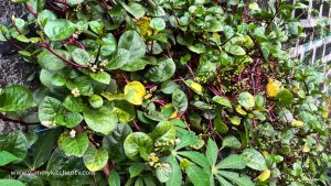 Malabar Spinach ( or “Malabar Spinach” ) - Yummy Kitchen