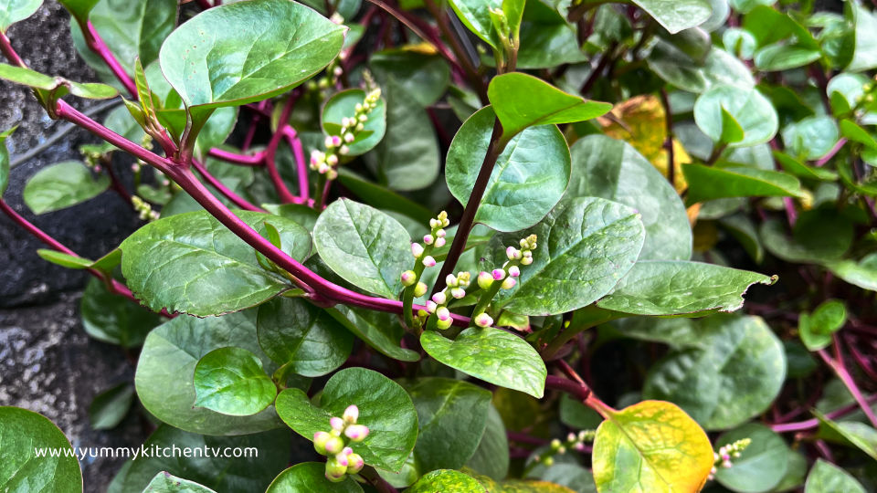 english ng alugbati ay Malabar Spinach