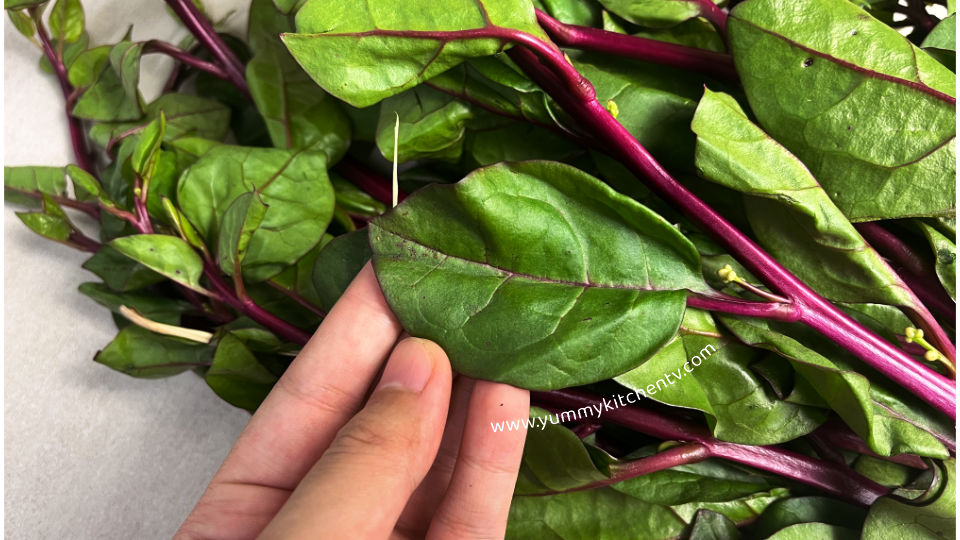 gulay alugbati vegetable or Malabar Spinach