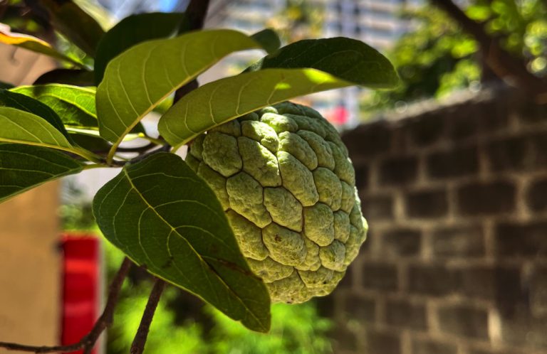 Atis or ” Custard Apple ” or ” Sugar Apple “