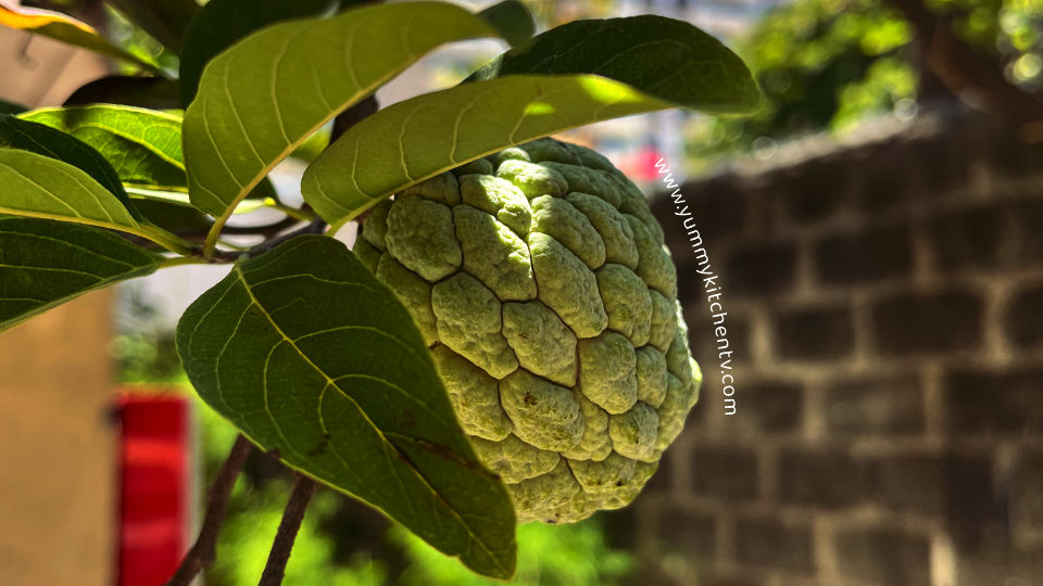 What is atis or what is custard apple