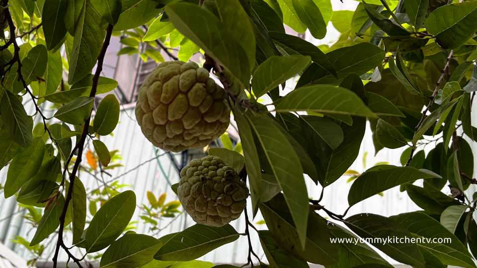 Atis Benefits