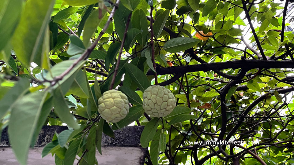 Atis or custard apple