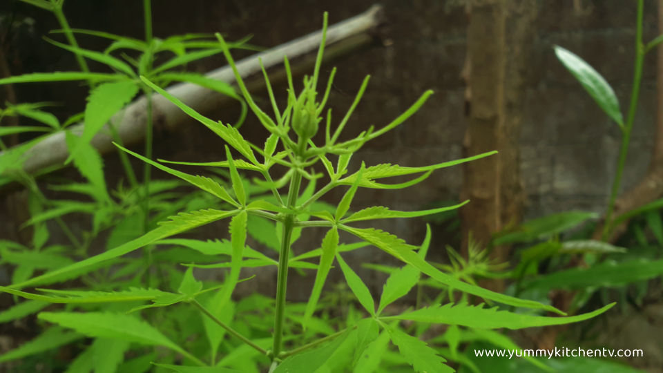 image of lagundi plant