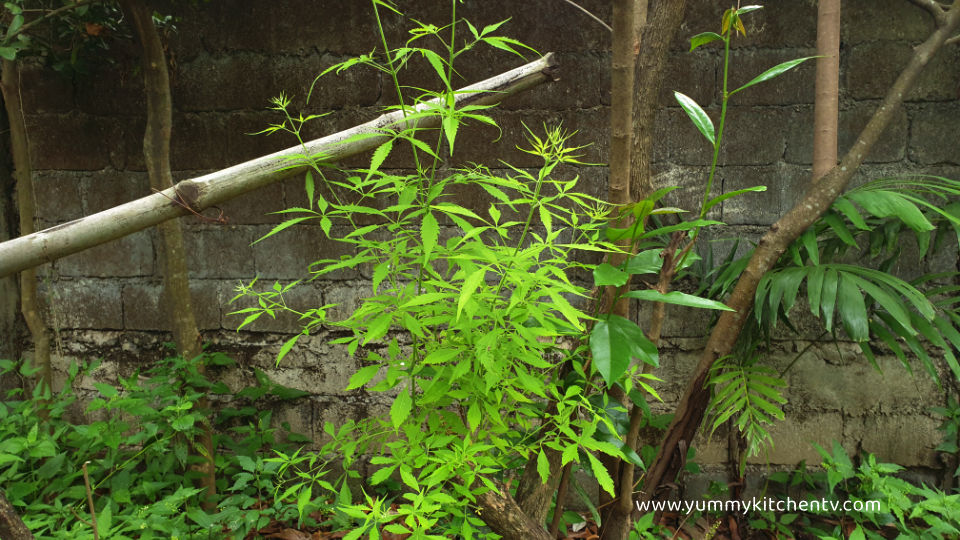 is ascof lagundi good for phlegm