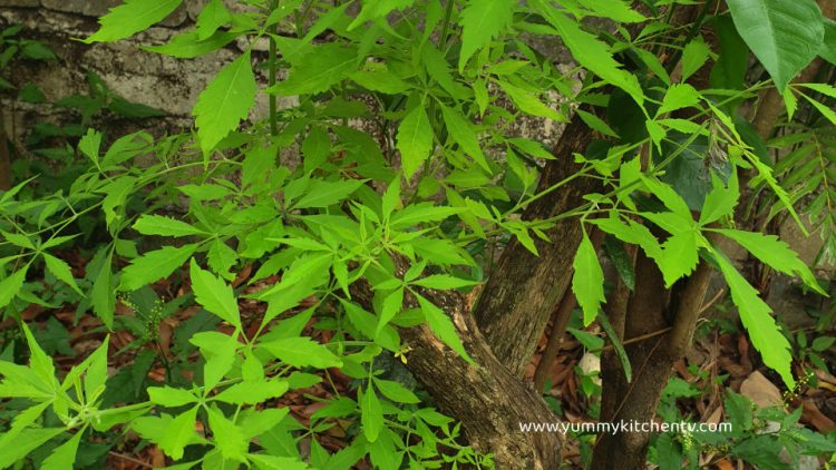 Lagundi ( Chinese Chastetree ) The Natural Herbal Remedy - Yummy Kitchen